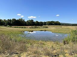 Ein Teich umgeben von gemähten Wiesen. Im Hintergrund Bäume unter blauem Himmel.