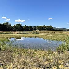 Ein Teich in einer Wiese. Er entsteht bei Überschwemmung der renaturierten Hunte bei Rabber.
