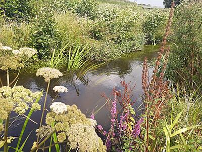 Ein Bach mit Uferpflanzen (Blutweiderich, erlen Gräser).
