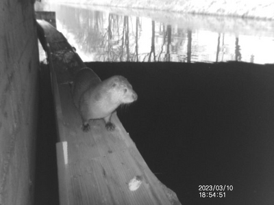 Otter läuft auf Berme