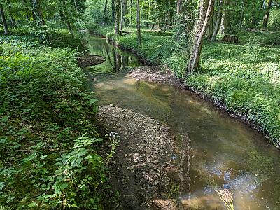 Kiesbänke bilden eine Verengung im Lecker Mühlbach, der durch Wald fließt.