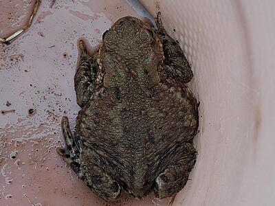 Eine braune Erdkröte im Eimer.