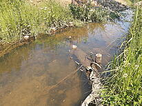Ein Bach mit klarem Wasser in dem ein Stamm liegt, das Ufer ist mit Gras bewachsen.
