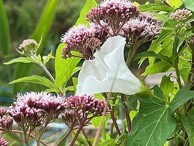 Rosa blühender Wasserdost mit weißer Wicke