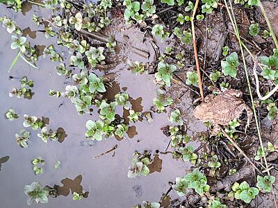 Erdkröte am Gewässer.