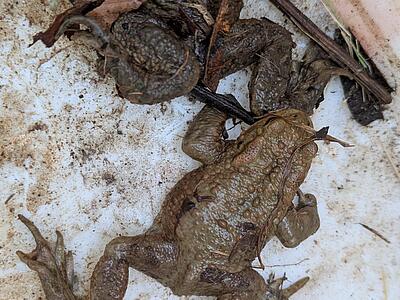 Zwei braune Erdkröten im Eimer.