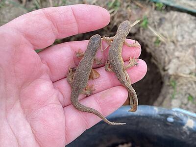 Zwei Molche auf der Hand eines Menschen.